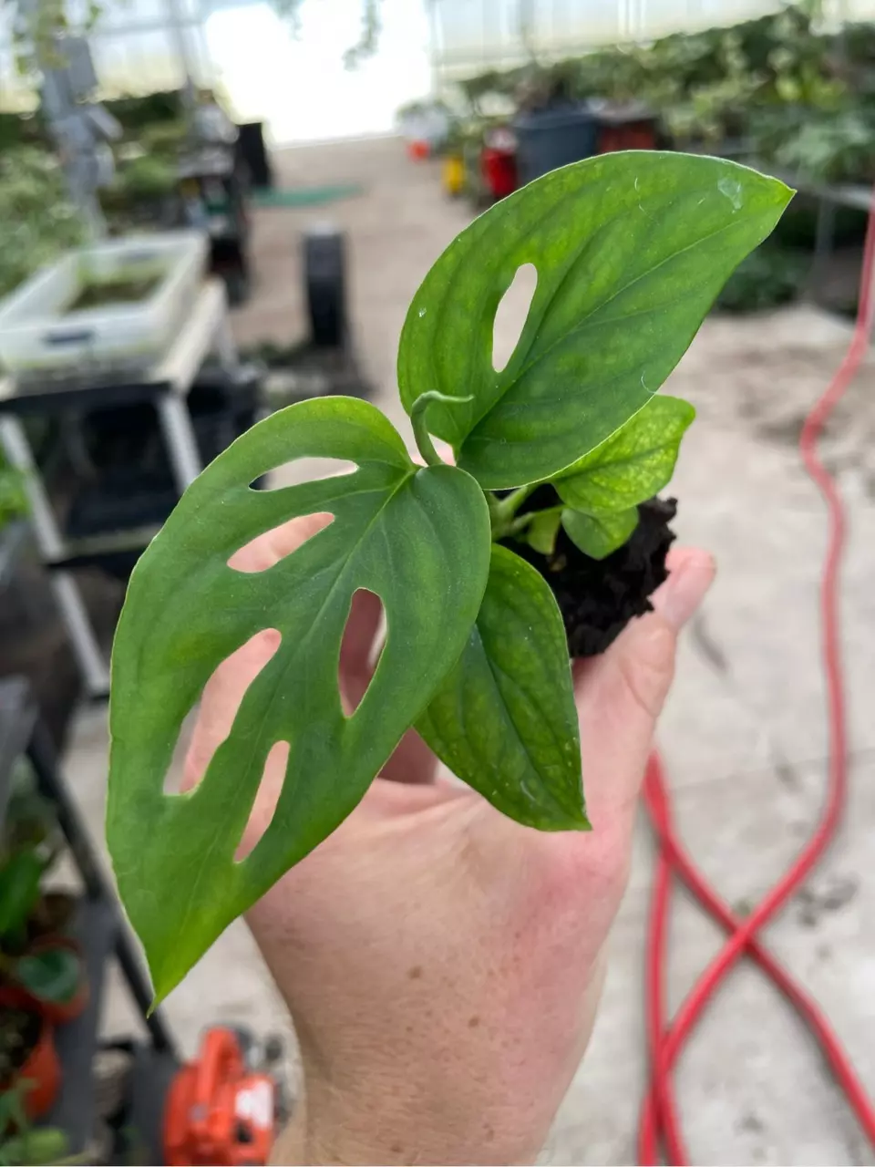plant/Monstera esqueleto starter plant growers choice-1