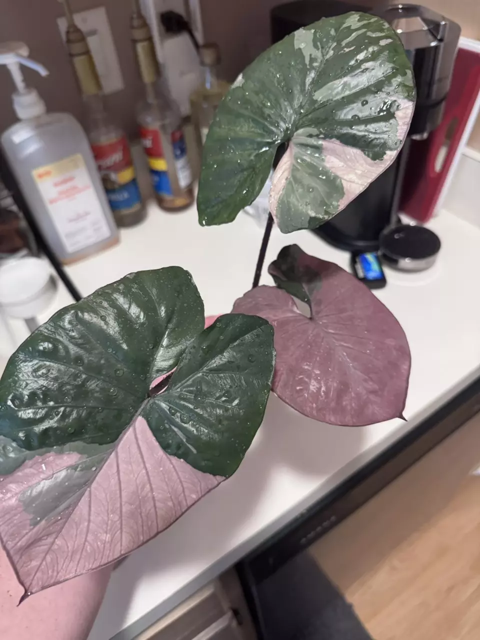 plant/Alocasia Pink Serendipity CORM-0