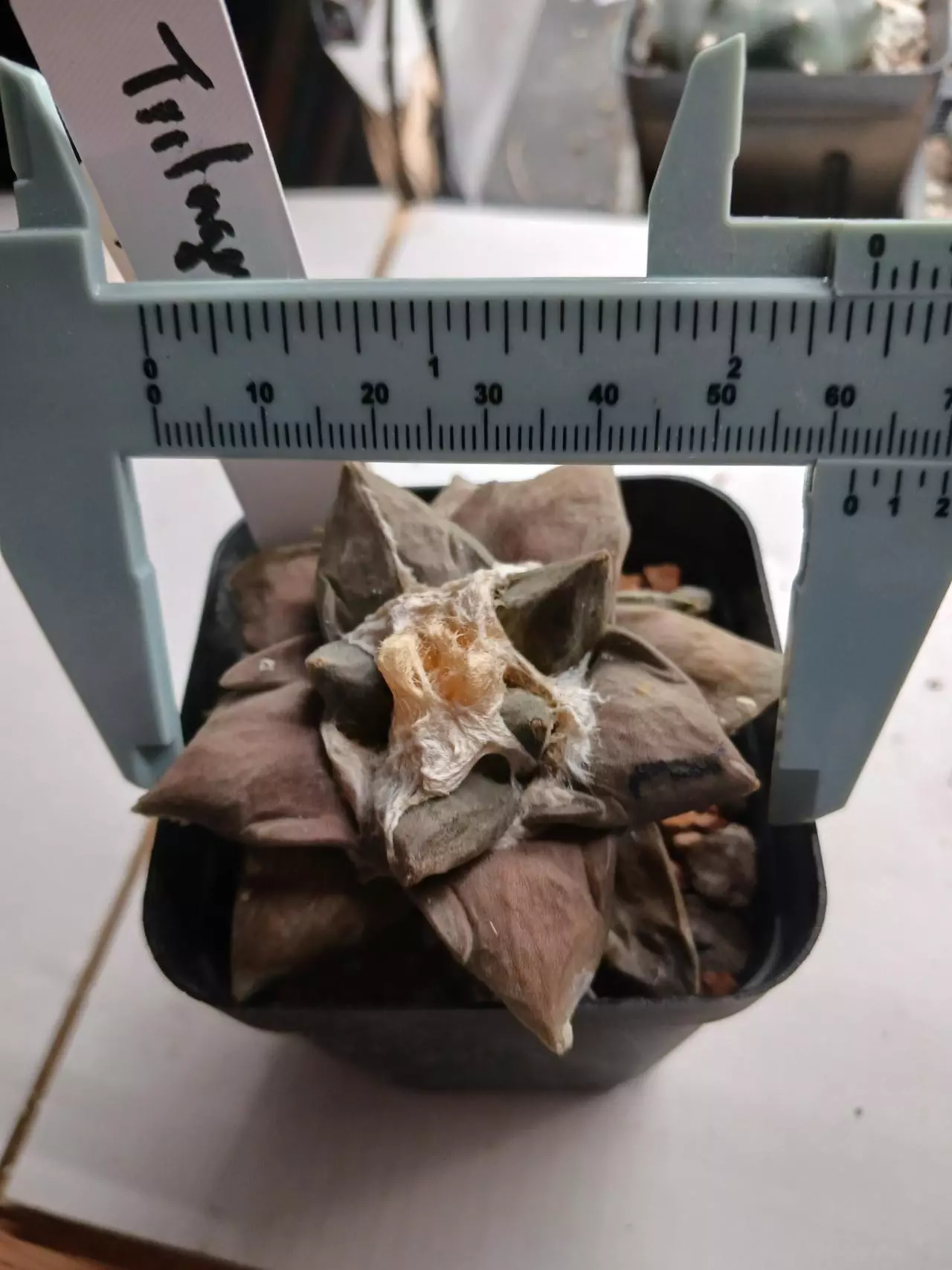 plant/Ariocarpus cv TRIFINGER-1