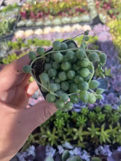 plant/2” String Of Pearls-1-thumbnail