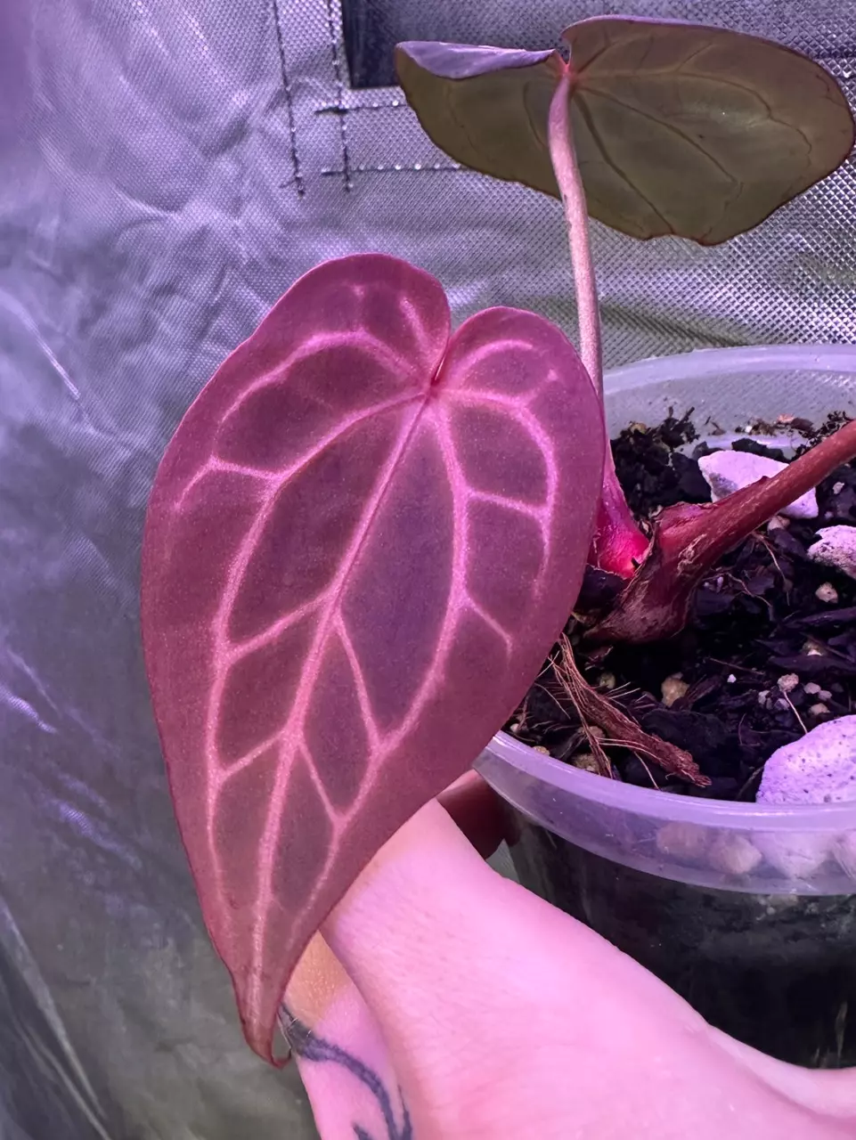 plant/Anthurium Zara Michelle x (Black Widow x Michelle)-0