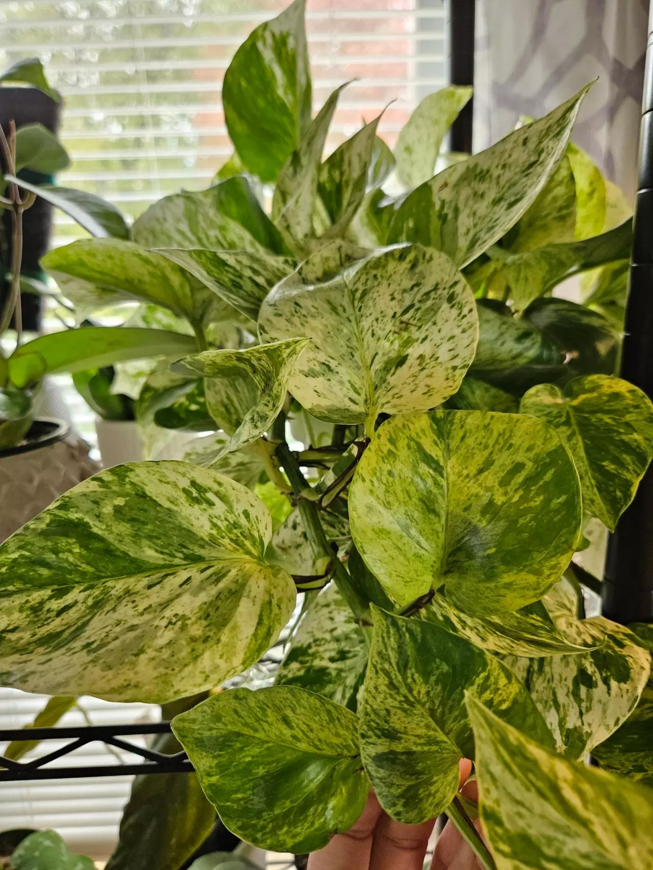 plant/Snow queen pothos 4 node cutting-0