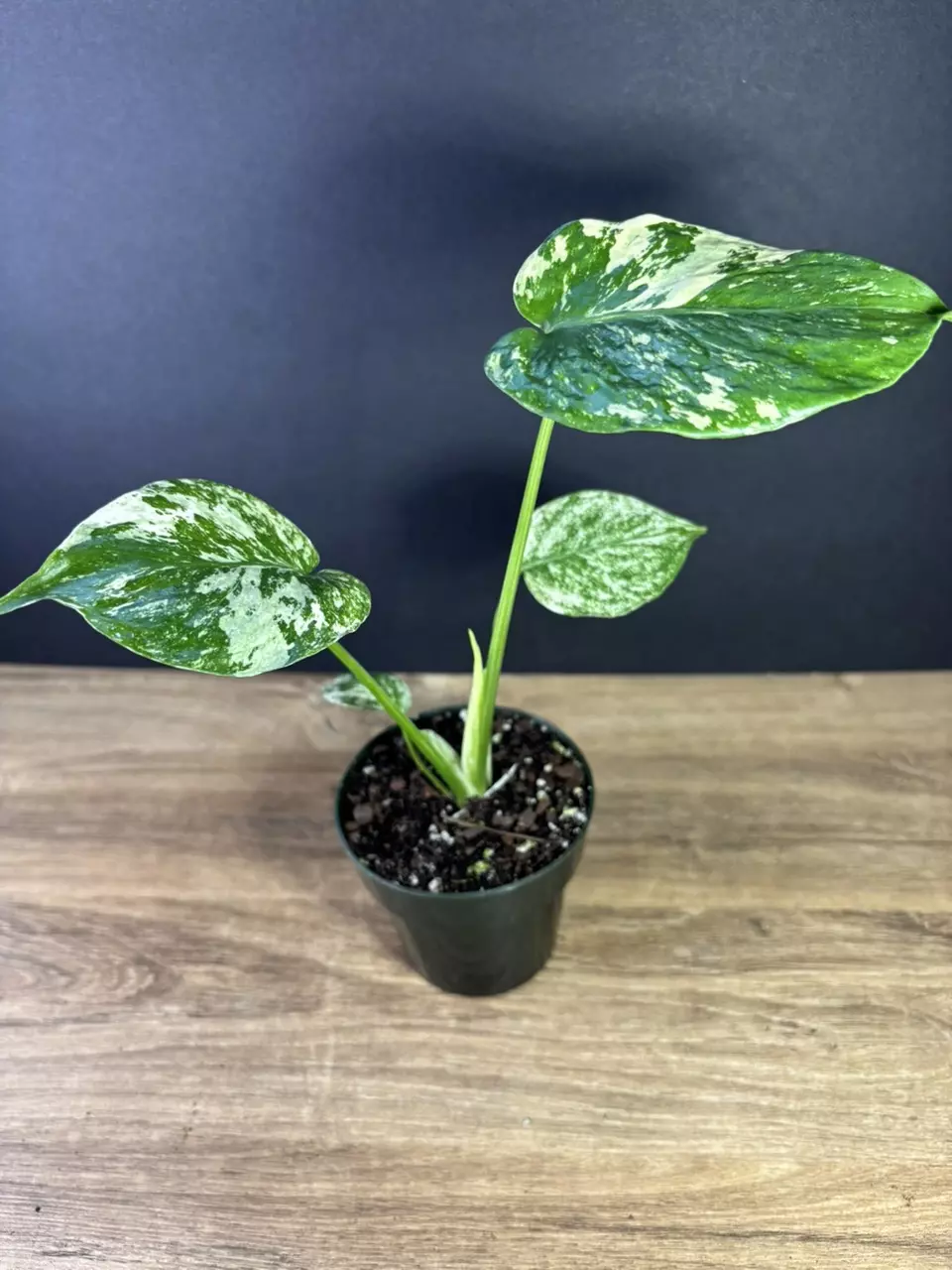 plant/Monstera Mint 3.5” 1797-1
