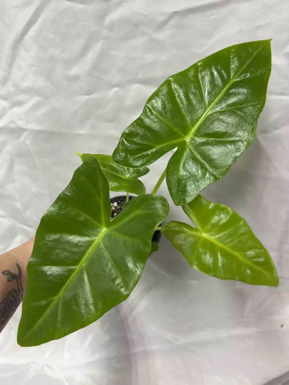 plant/Alocasia New Guinea gold-0