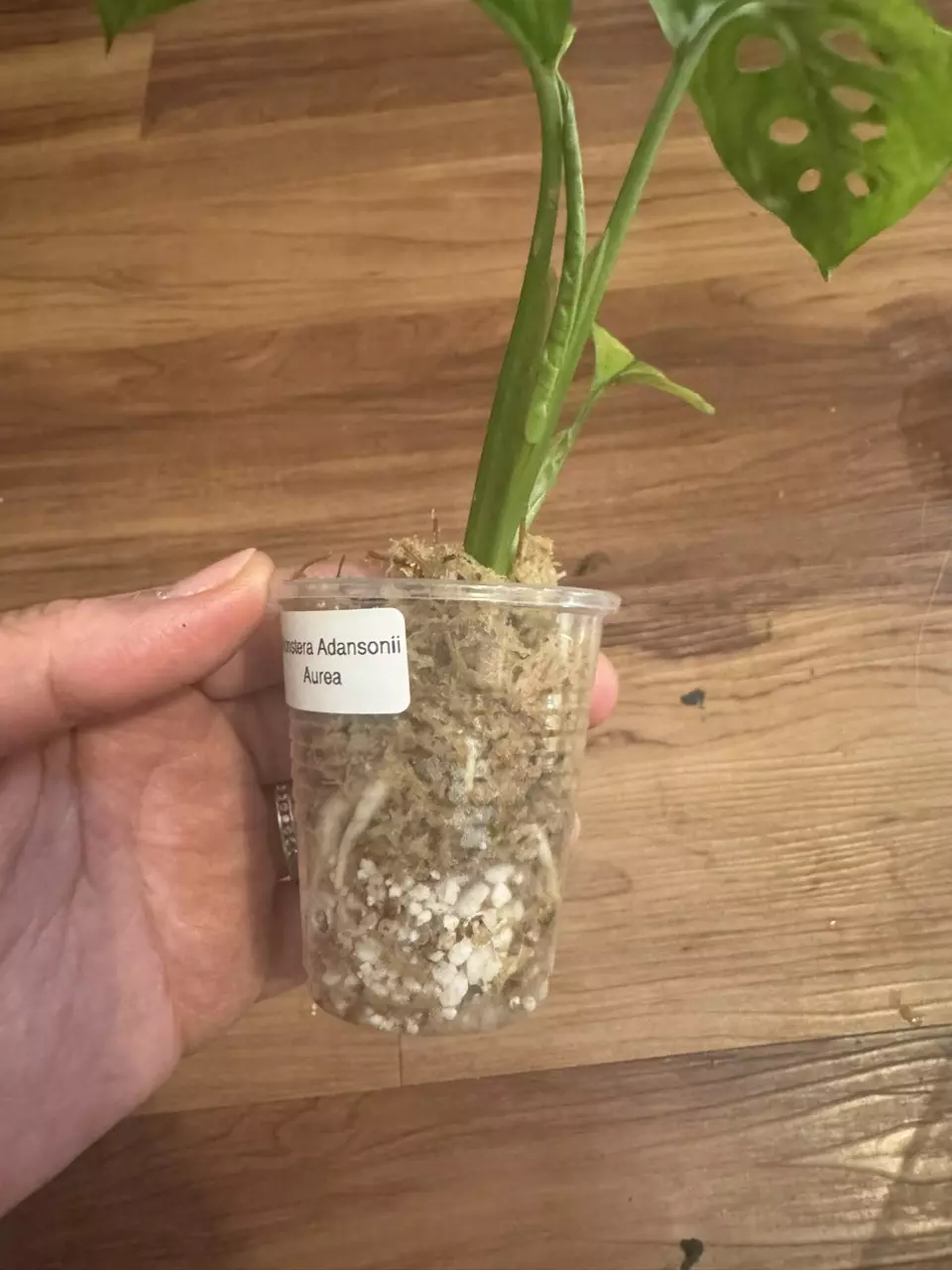 plant/Monstera Adansonii Aurea-1