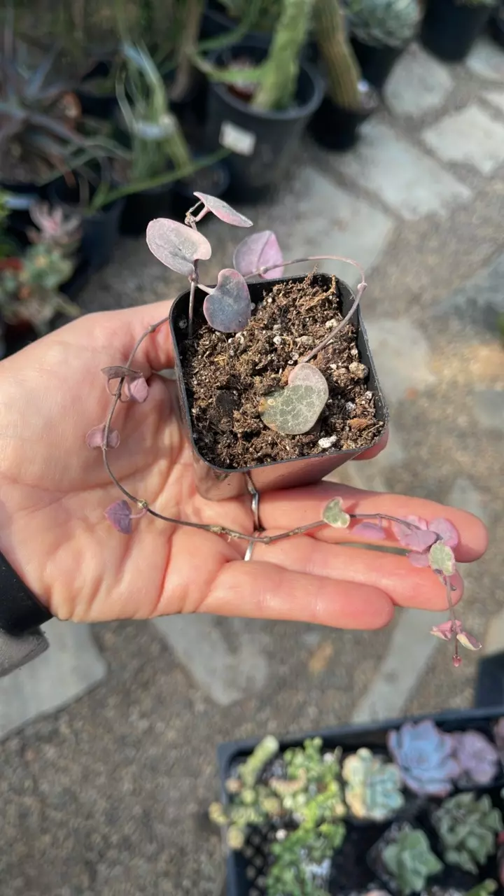 plant/Variegated String of Hearts 2”-0