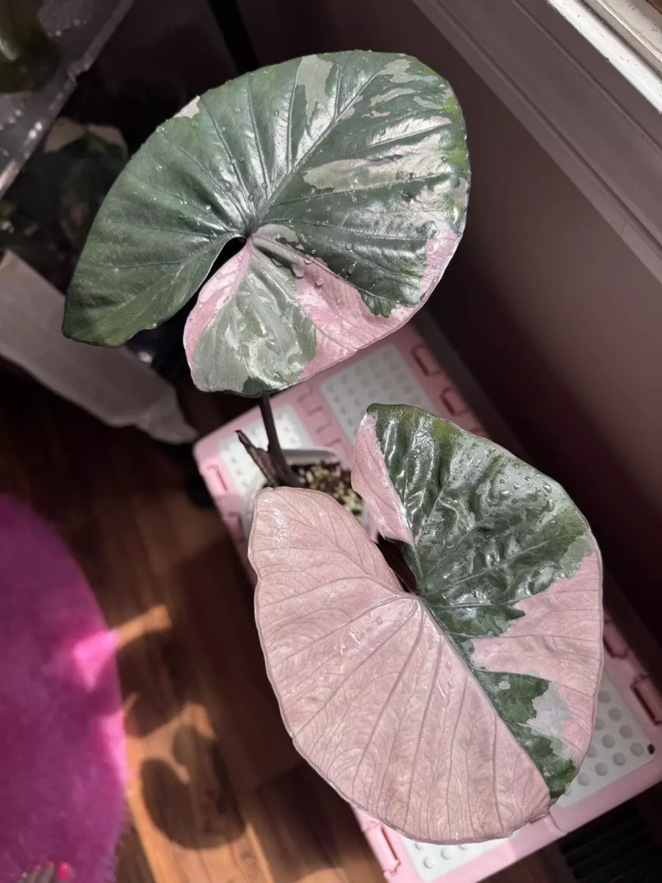 plant/Alocasia Pink Serendipity CORM-3