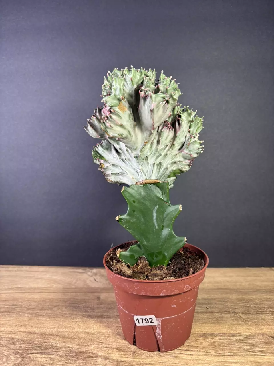 plant/Euphorbia Lactea Cristata/ Mermaid Tail 4” 1792-0
