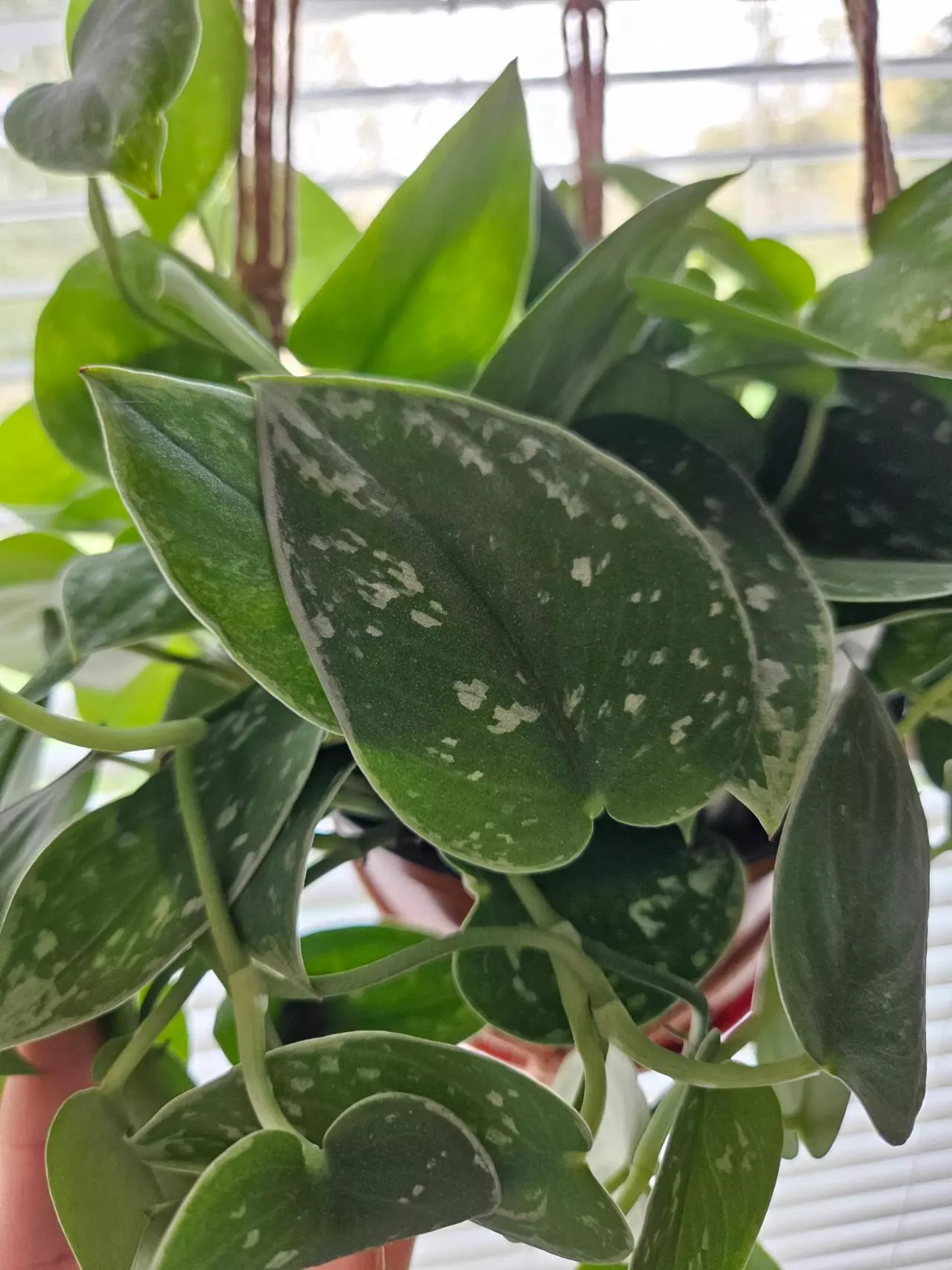 plant/Scindapsus silvery anne 4 node fresh cutting-0