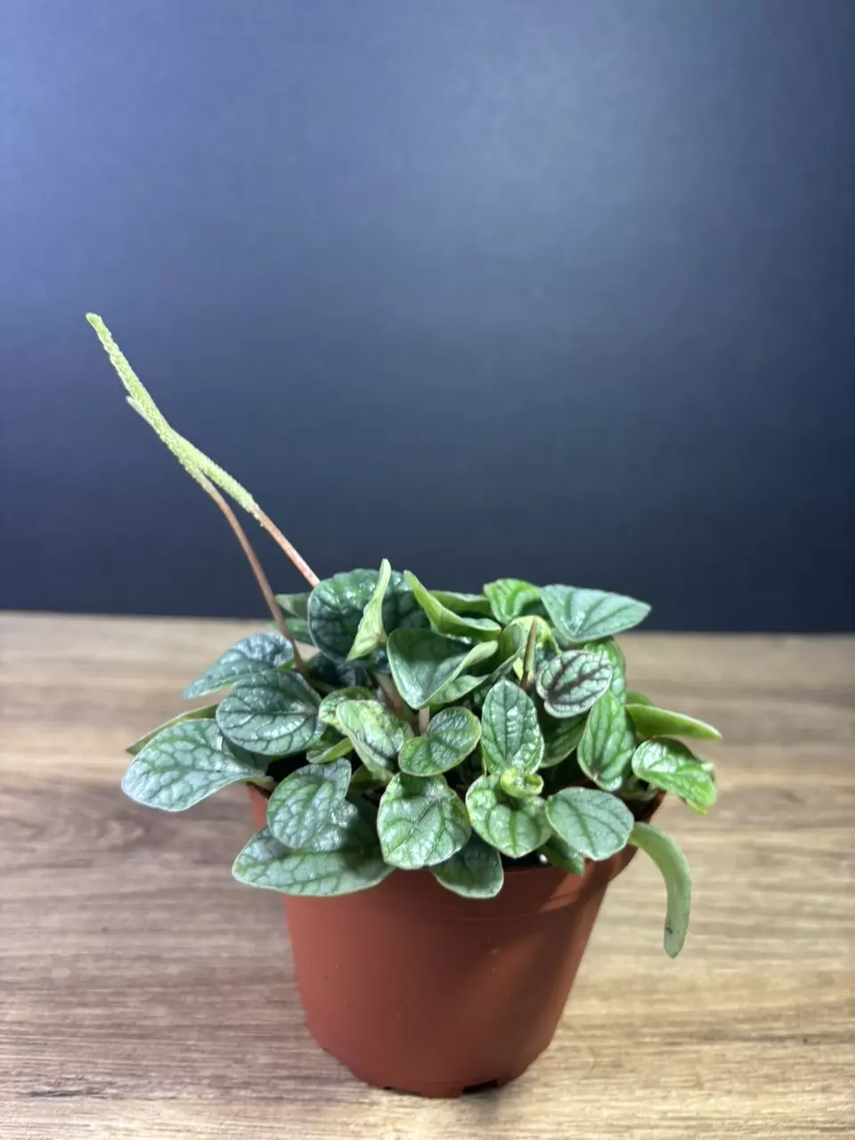 plant/Peperomia Burbella 4”-0