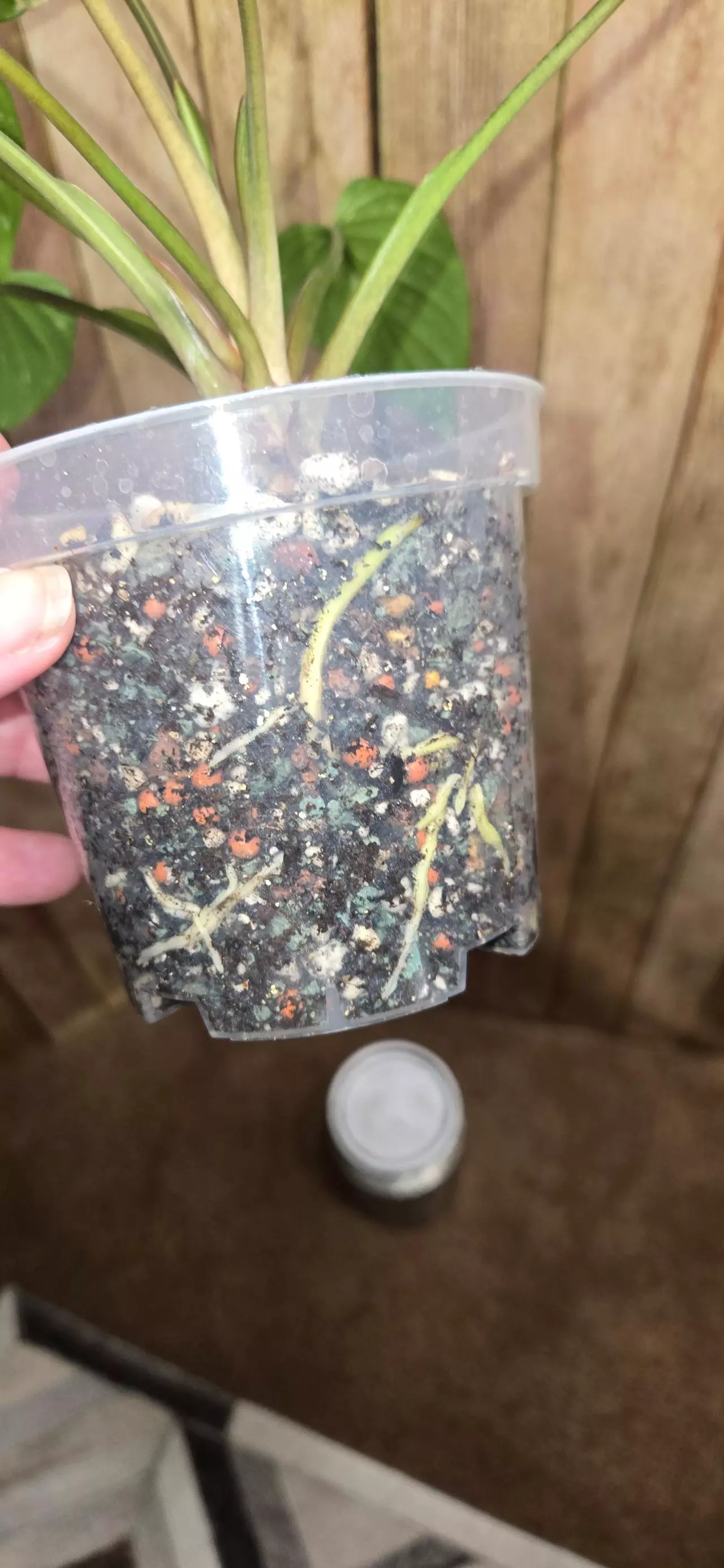 plant/Homalomena Rubescens Splash-2