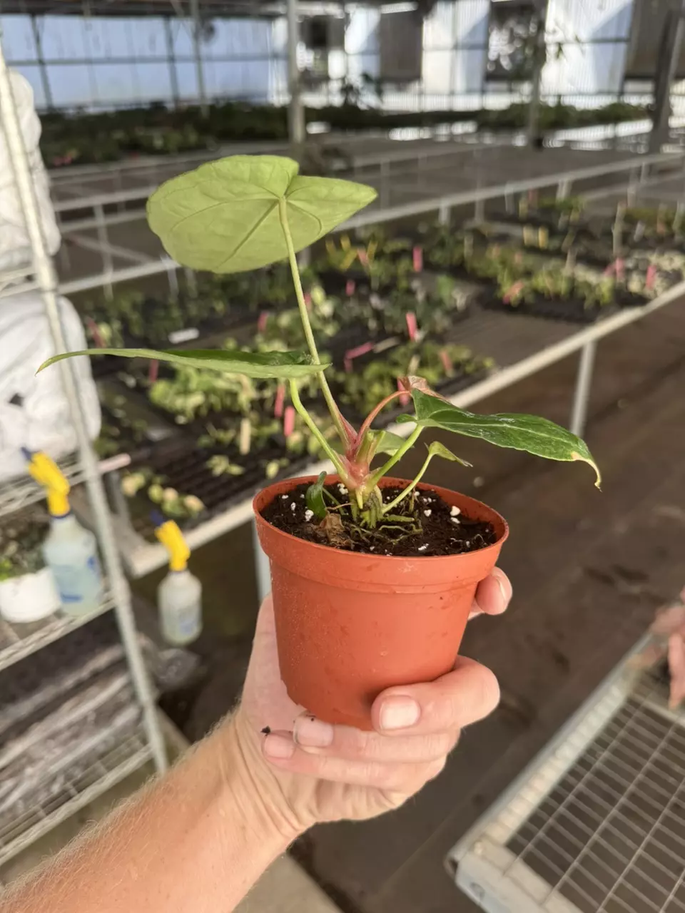 plant/Anthurium Magnificum x crystallinum dark form 4” pot growers choice-6