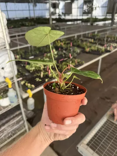 plant/Anthurium Magnificum x crystallinum dark form 4” pot growers choice-6-thumbnail