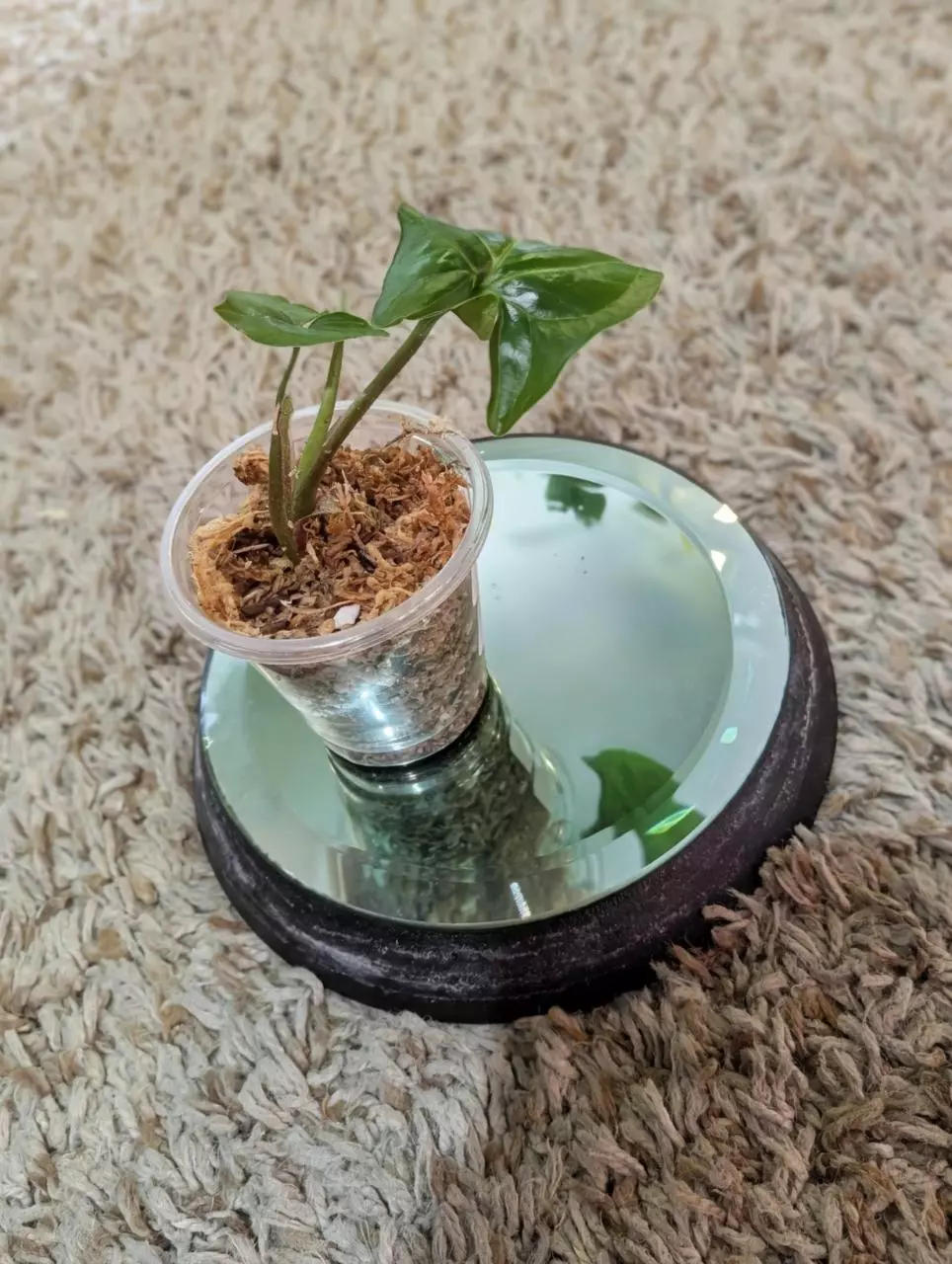 plant/Syngonium NOID baby #184-2