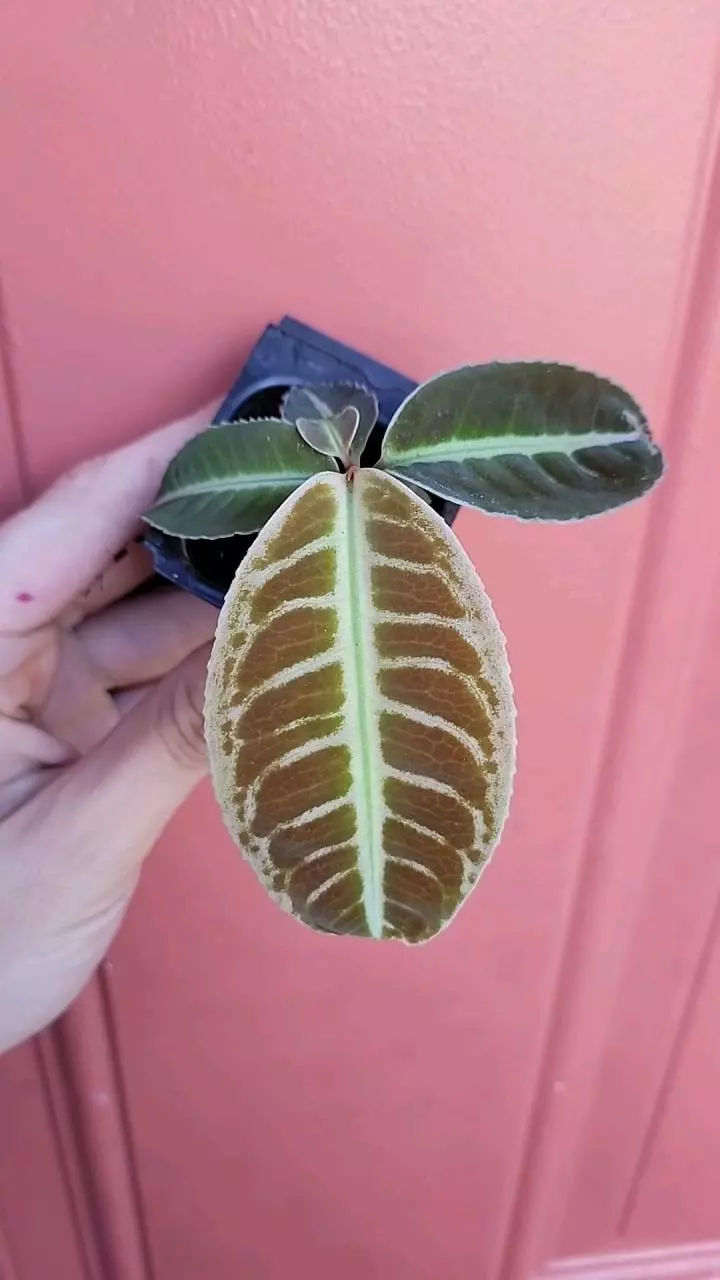 plant/Labisia sp Riau starter exact plant-0