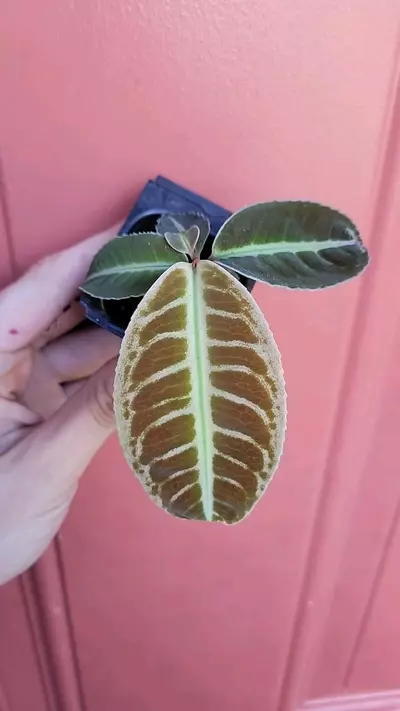 plant/Labisia sp Riau starter exact plant-0-thumbnail