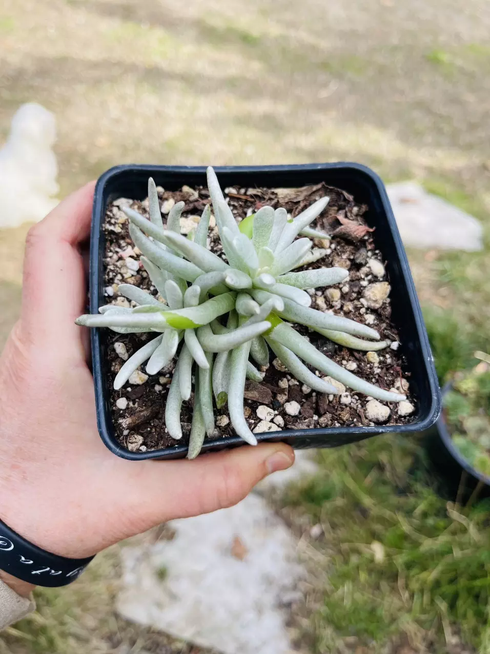 plant/Woolly Senecio Senecio scaposus 5”-0