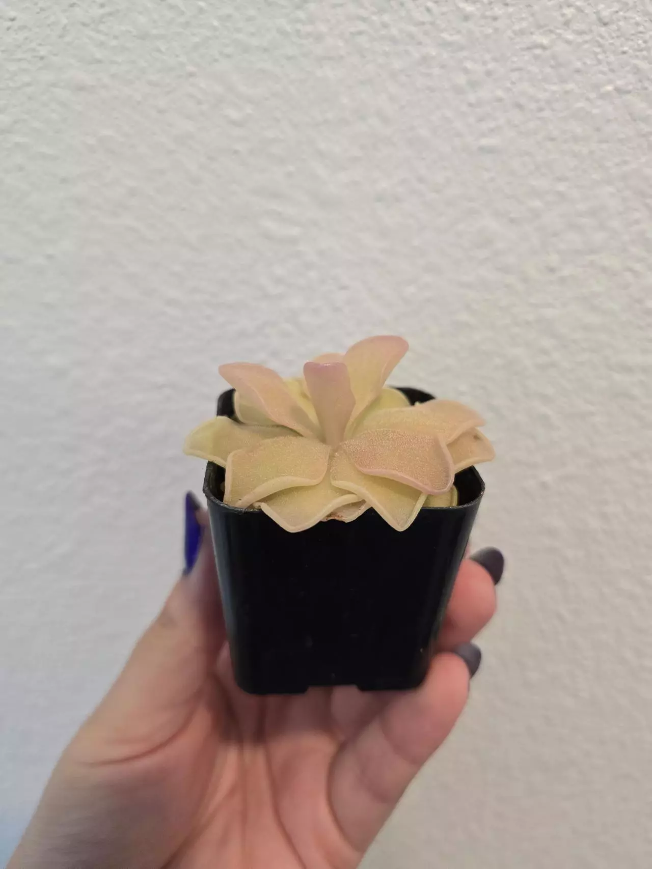 plant/Pinguicula Pirouette-1