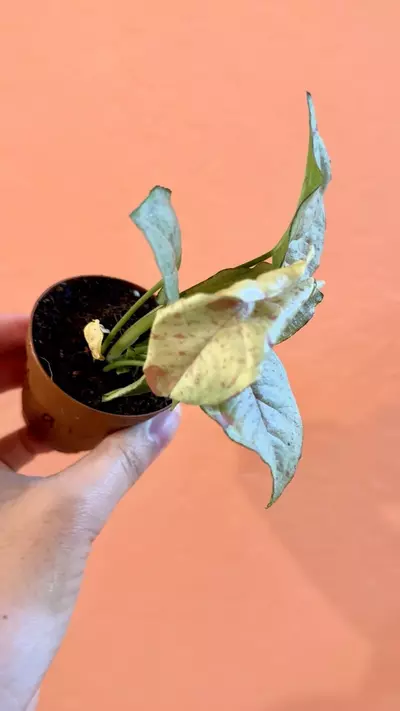 plant/Milk Confetti Syngonium-0-thumbnail