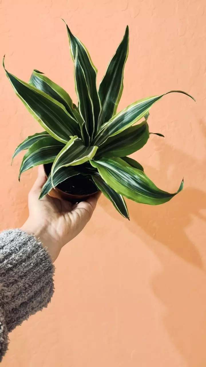 plant/Dracaena-0