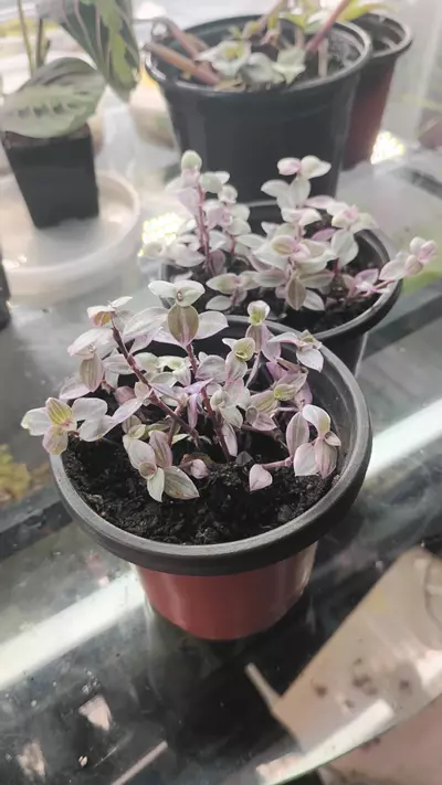 plant/Callisia repens Pink Panther-6-thumbnail