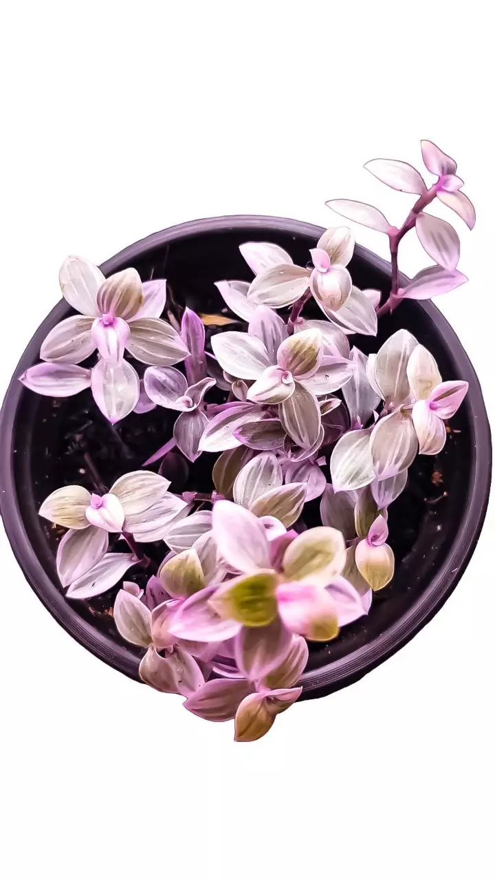 plant/Callisia repens Pink Panther-0