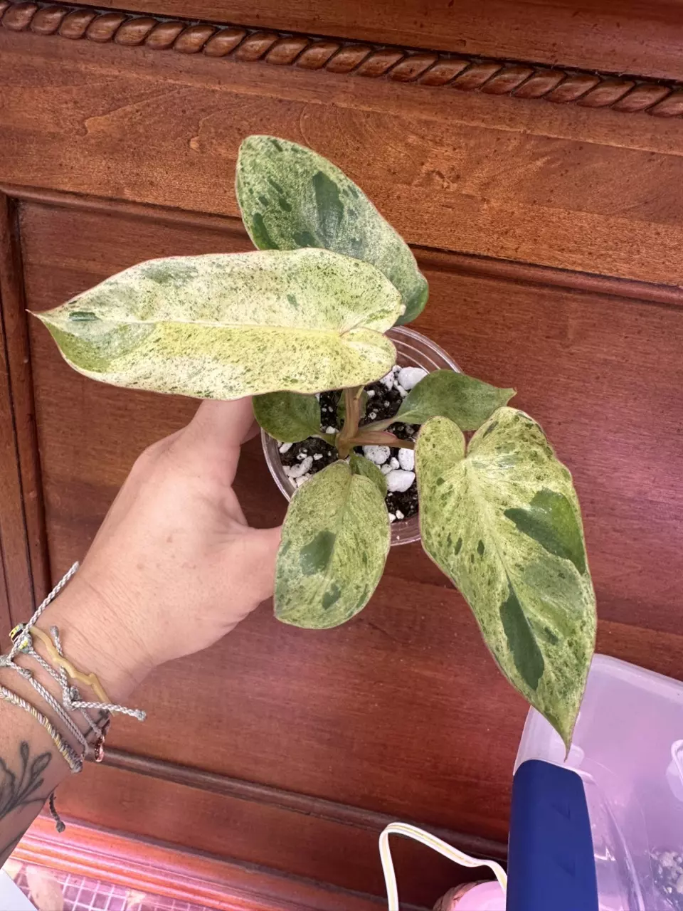 plant/Philodendron Paraiso Verde #0004-0