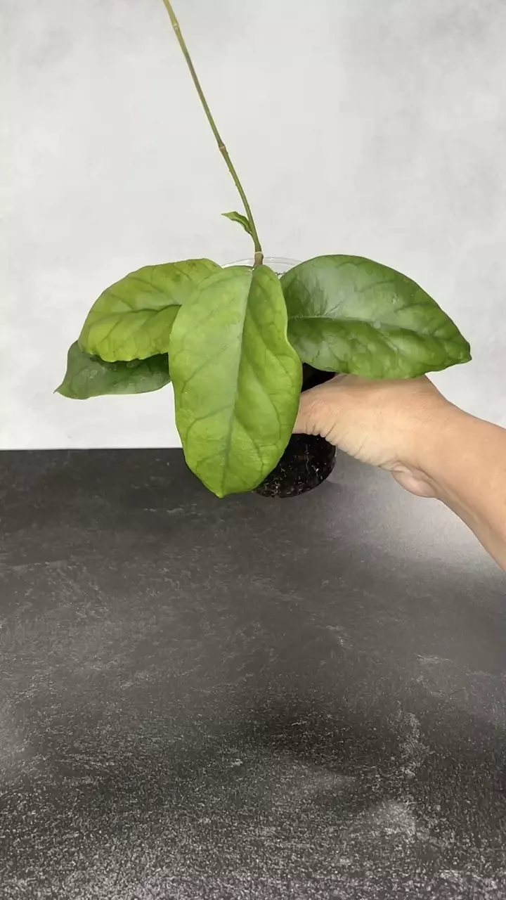 plant/Hoya sp AH032-0