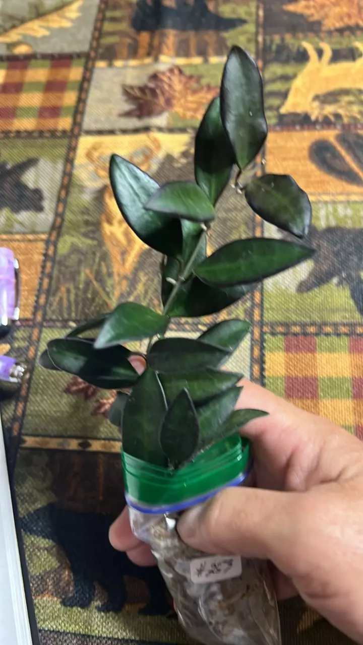 plant/#253 Rosita-0