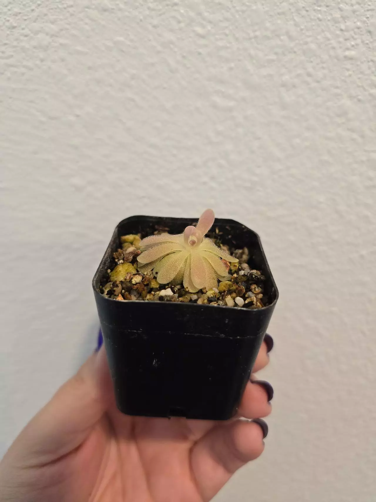 plant/Pinguicula Gypsicola x Sethos-1