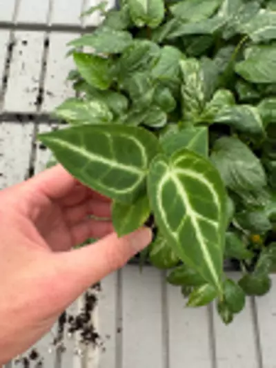 plant/Anthurium Crystallinum x Magnificum starter plant growers choice-2-thumbnail