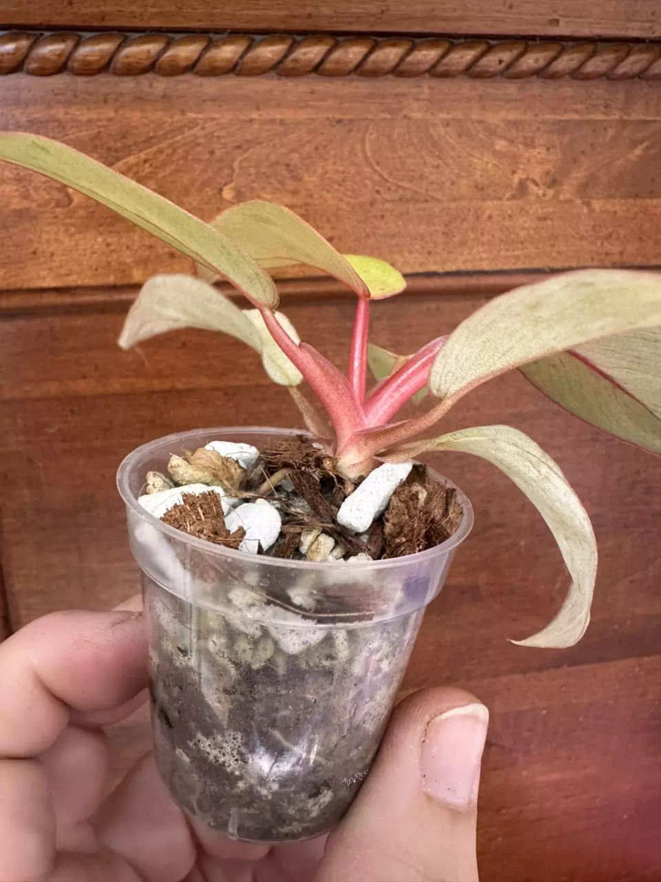 plant/Philodendron Snowdrift-1