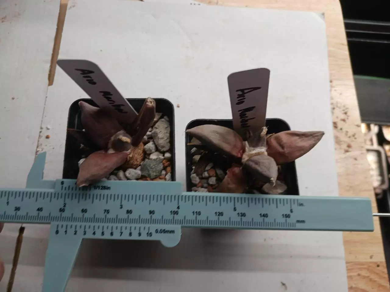 plant/Ariocarpus cv maribou-0