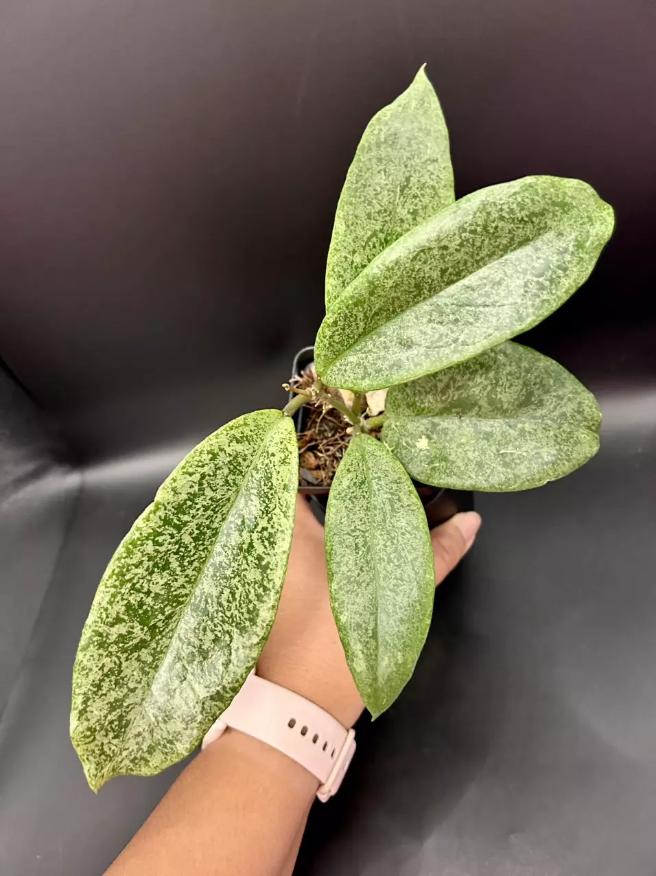 plant/🦄Hoya Incrassata Silver-0