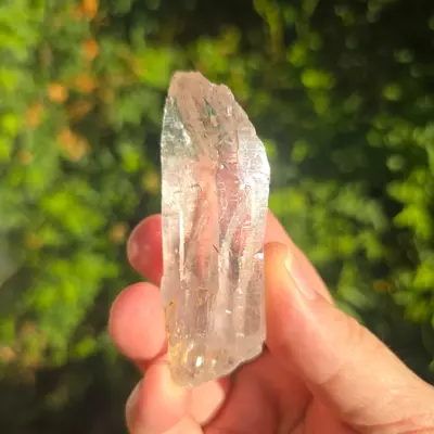 plant/Bundle for Mel-1-thumbnail