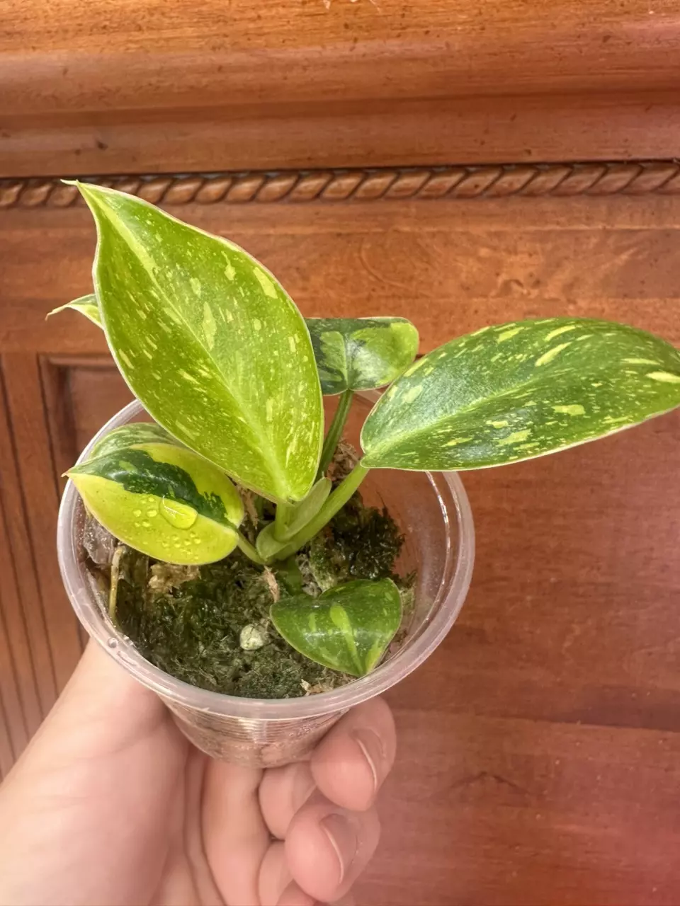 plant/Philodendron Green Congo Nuclear #0006-0