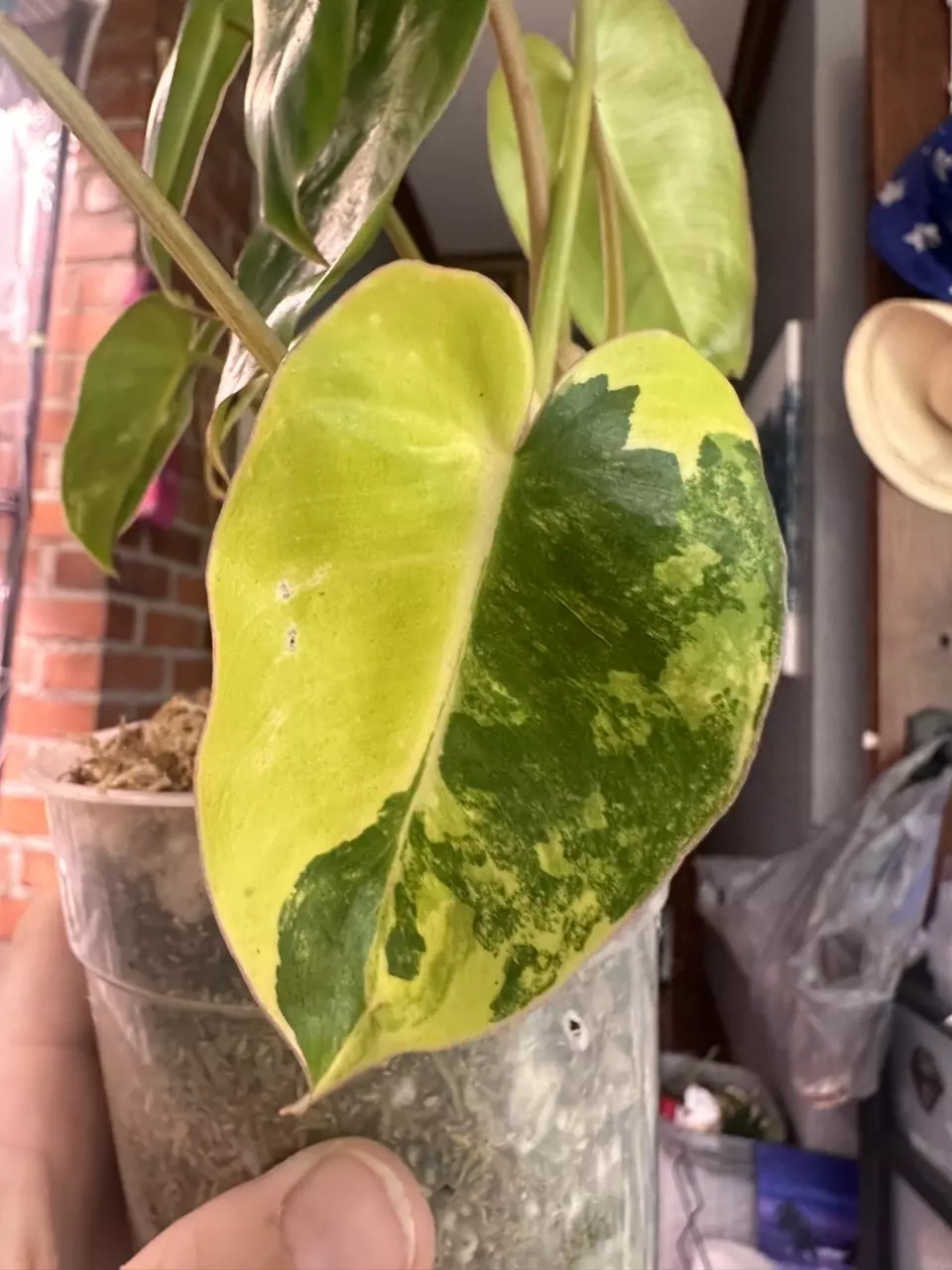 plant/Philodendron Burle Marx var?-1