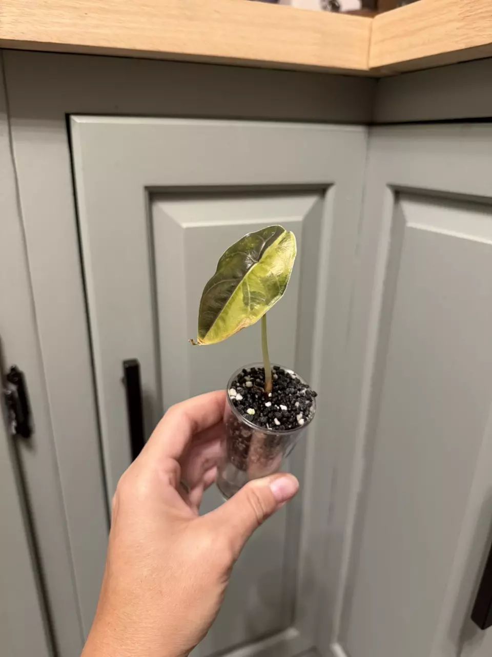 plant/Azlanii aurea Alocasia-1