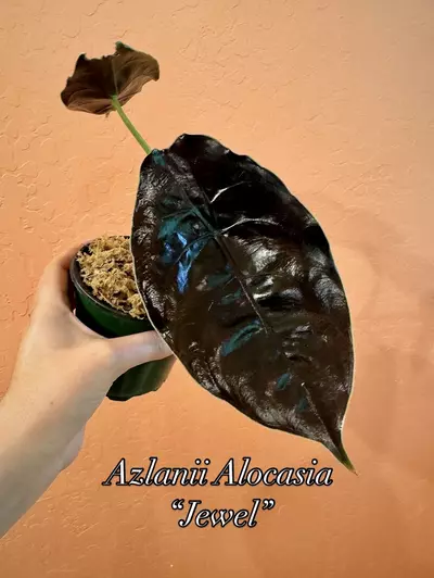 plant/Azlanii-2-thumbnail