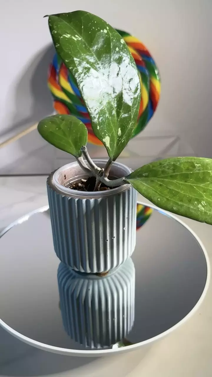 plant/Hoya Michele-0