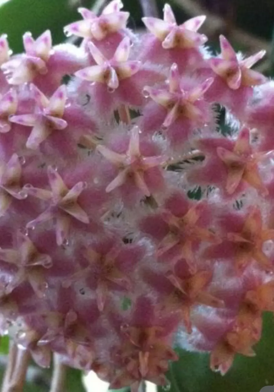 plant/Hoya Erythrostemma Cotton Candy 🍭-3