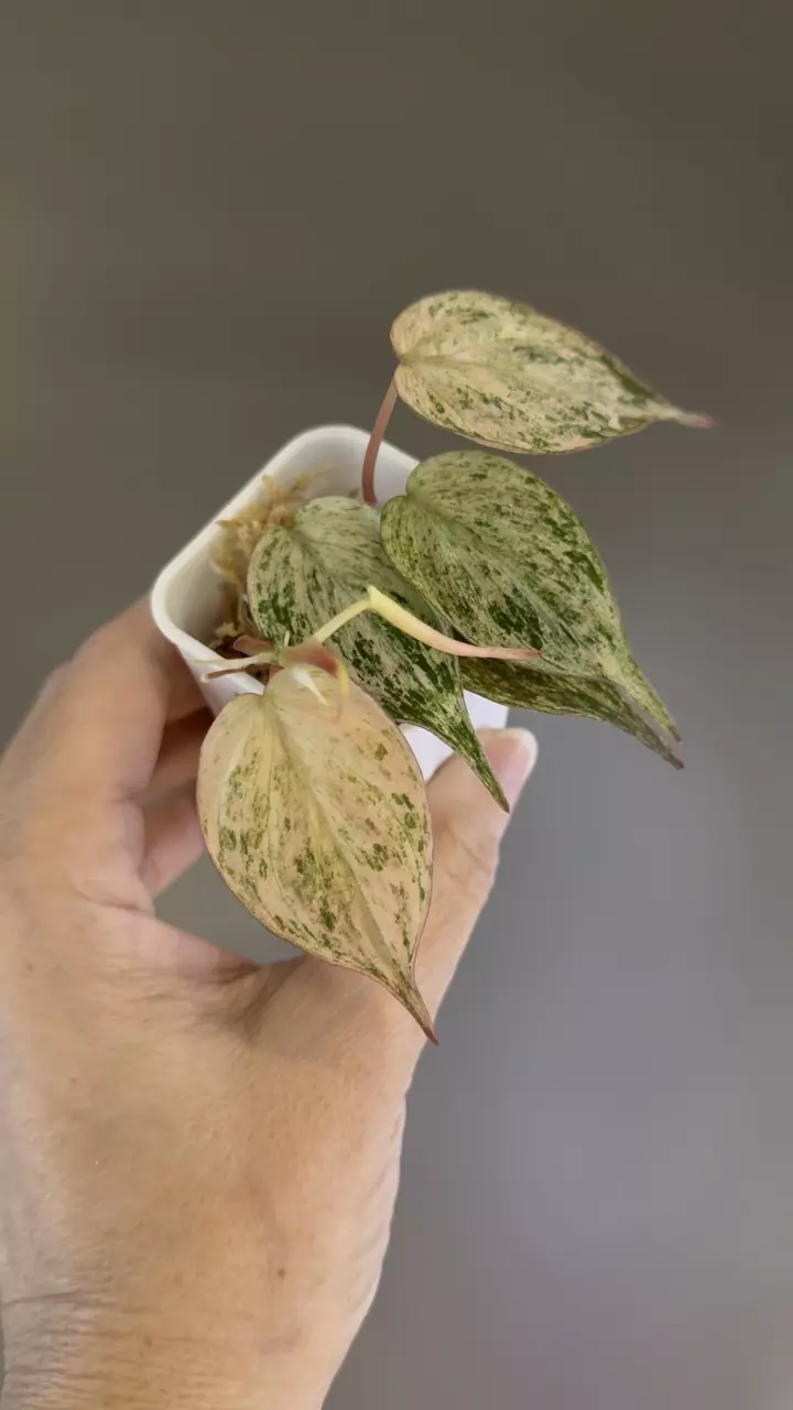 plant/275 Pink Mint Micans-1