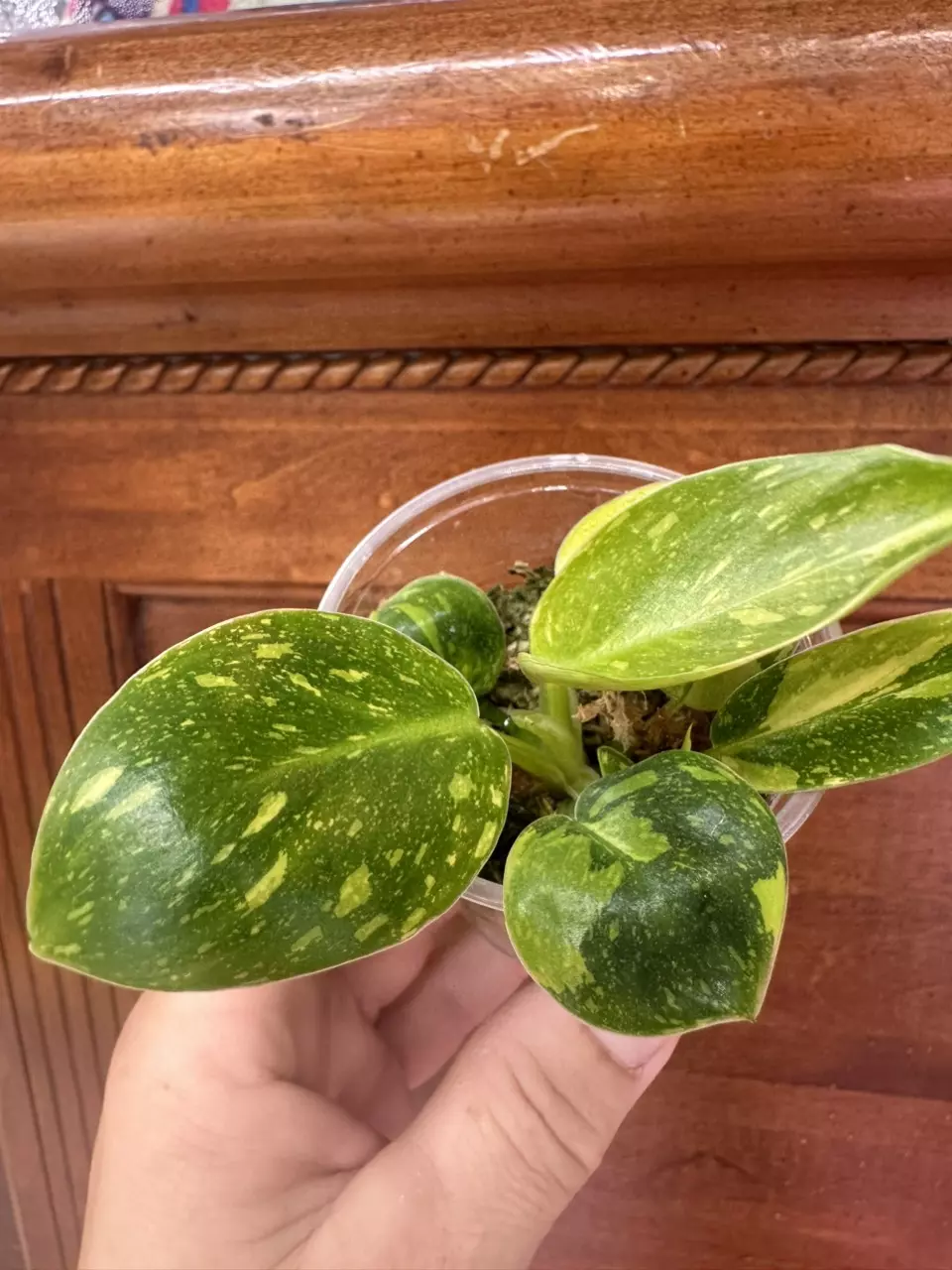 plant/Philodendron Green Congo Nuclear #0006-1