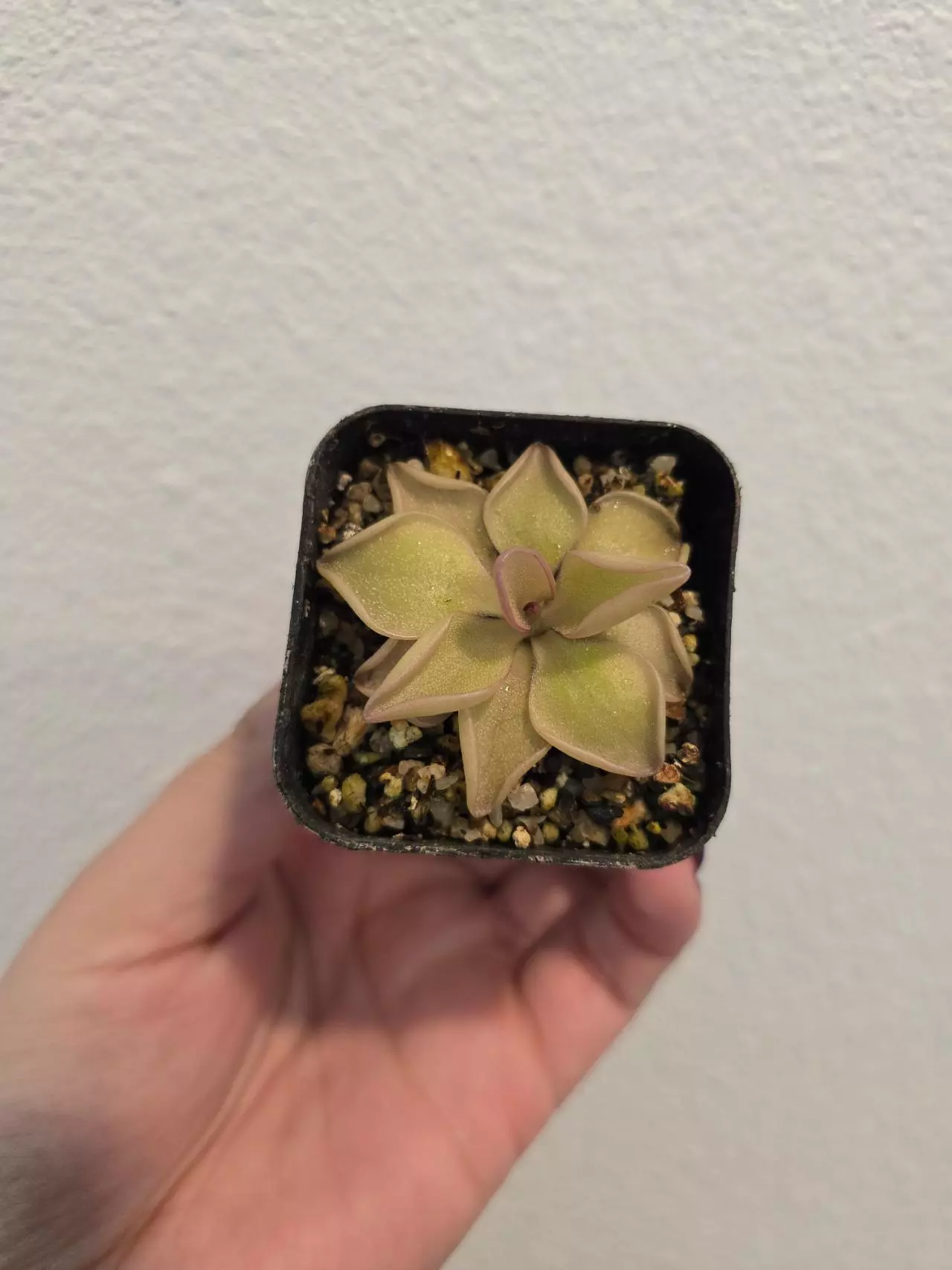 plant/Pinguicula Titan-0