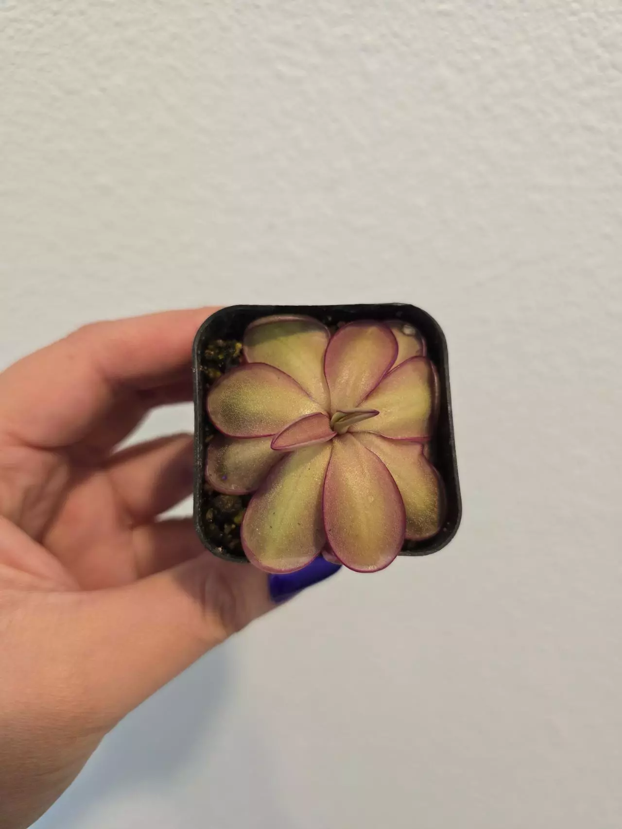 plant/Pinguicula Laueana x Emarginata-0