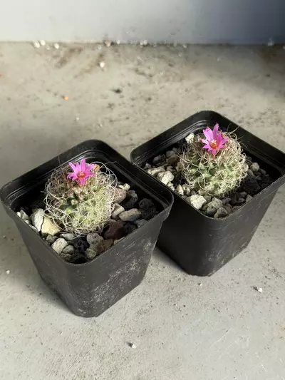 plant/Turbinicarpus hybrid sp.-2-thumbnail
