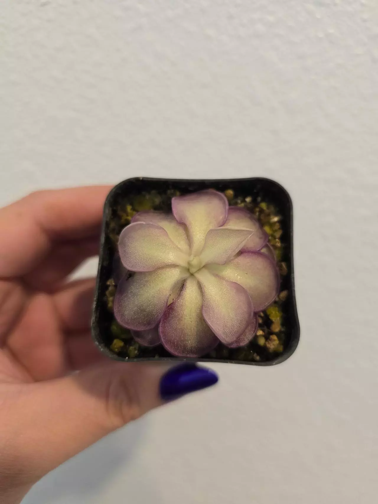 plant/Pinguicula Lilac Lollipop-0