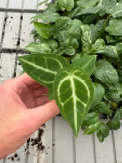 plant/Anthurium Crystallinum x Magnificum starter plant growers choice-3-thumbnail