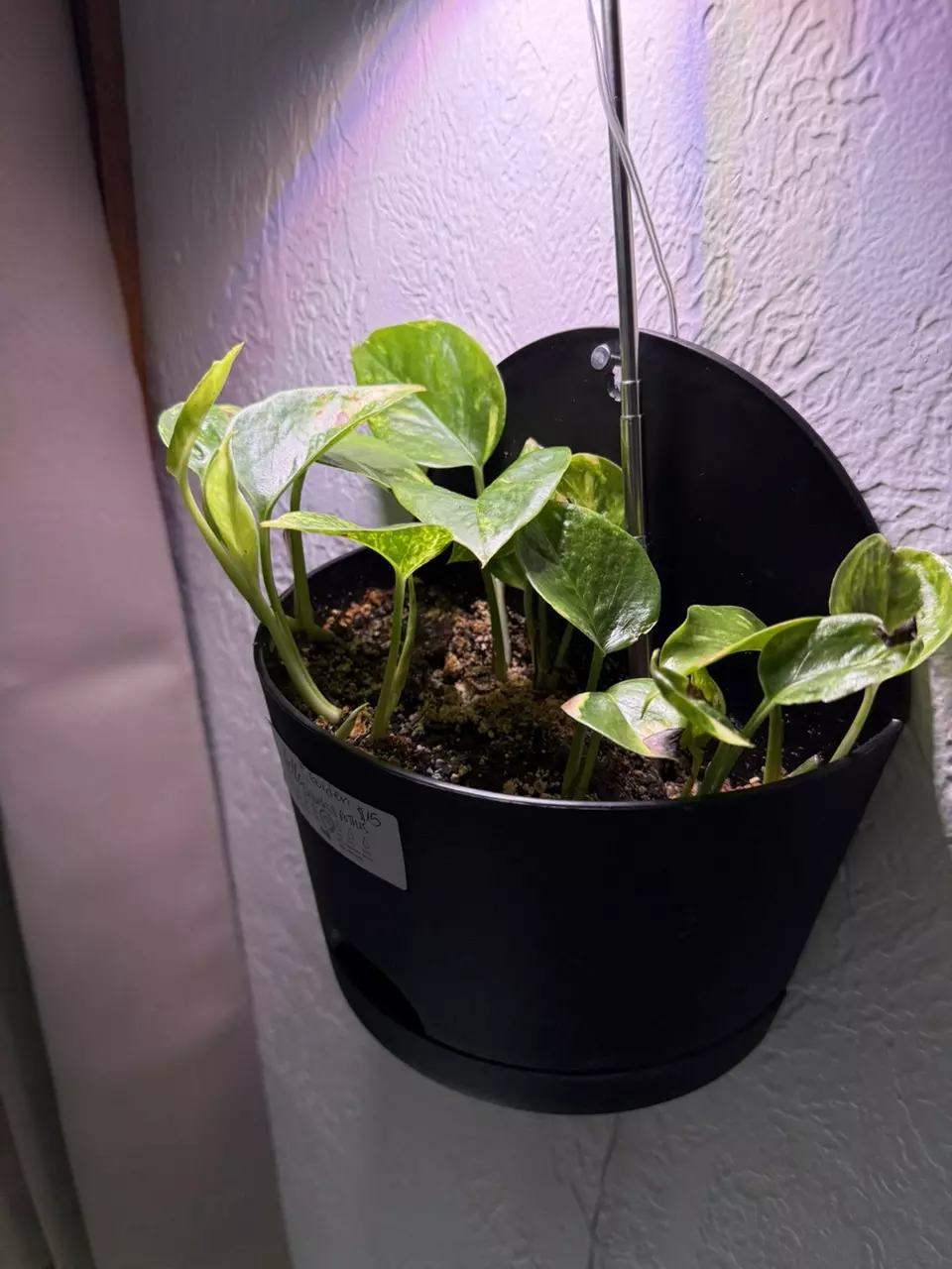 plant/6” golden churchill pothos-0