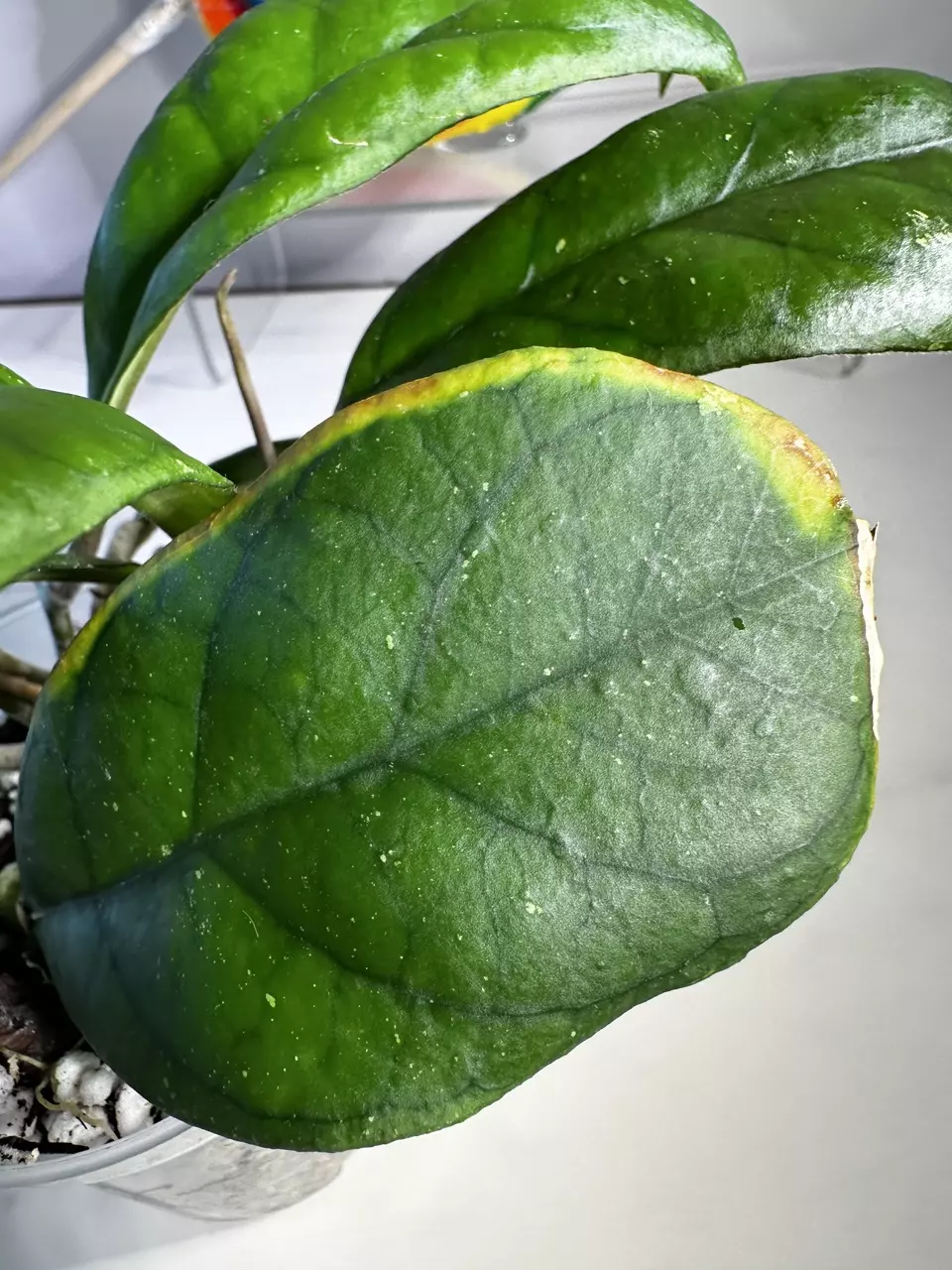 plant/Hoya Viola-3